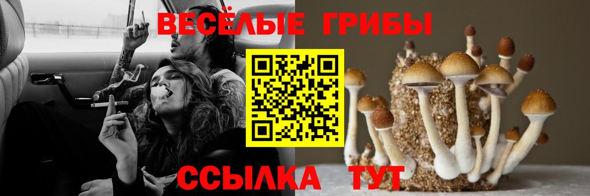 магазин продажи   Псилоцибиновые грибы GOLDEN TEACHER  Вход с VPN  Клинцы 